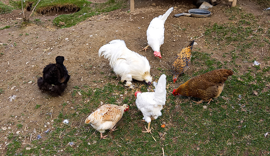 Hühner auf dem Lebenshof KuhErde