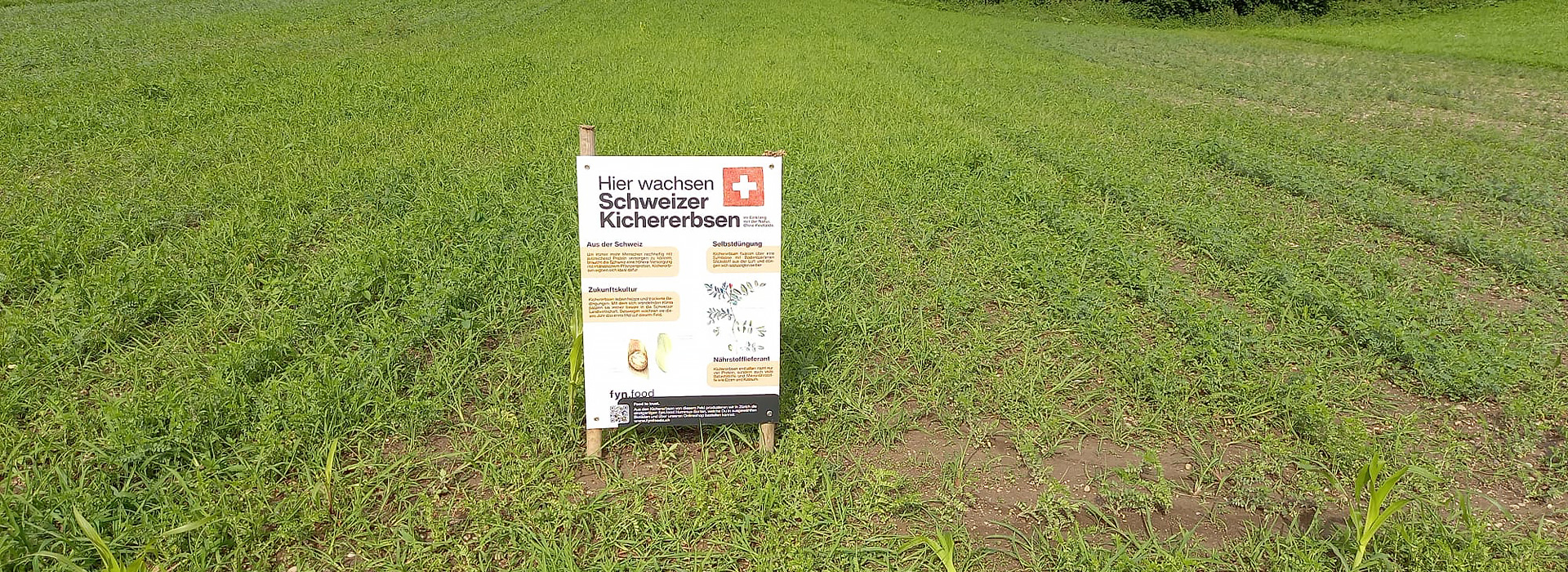Lebenshof KuhErde - Kichererbsenanbau