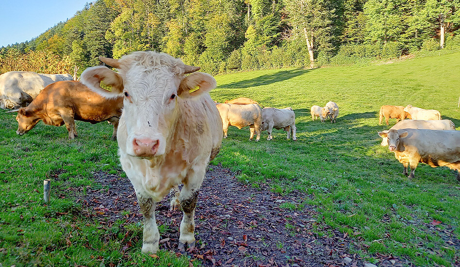Kühe auf dem Lebenshof KuhErde