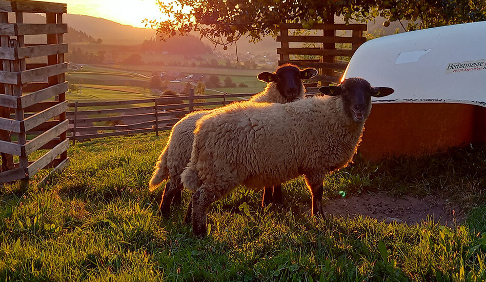 Schafe auf dem Lebenshof KuhErde