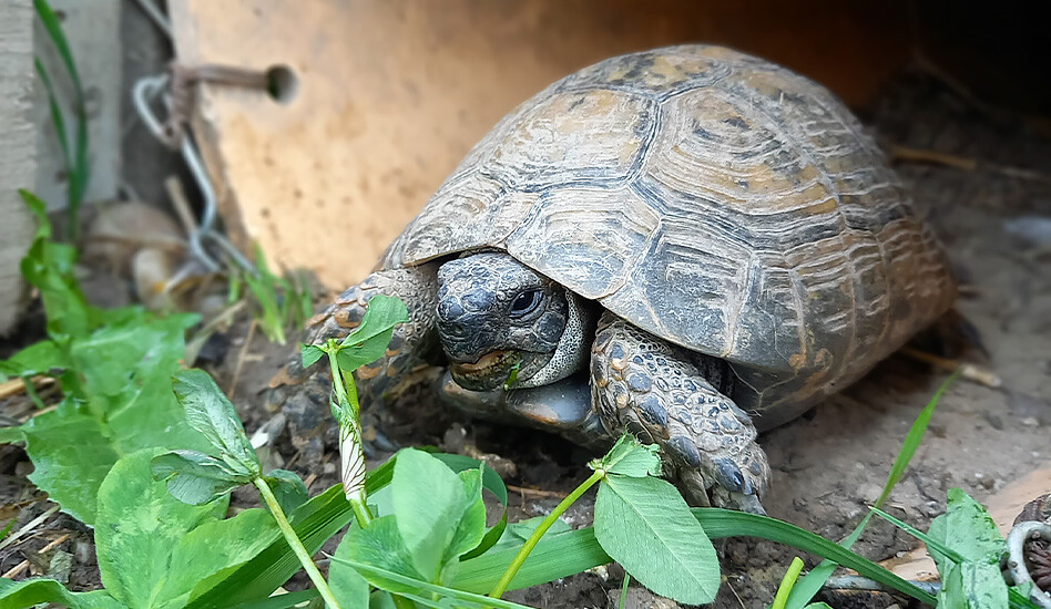 Schildkröte auf dem Lebenshof KuhErde