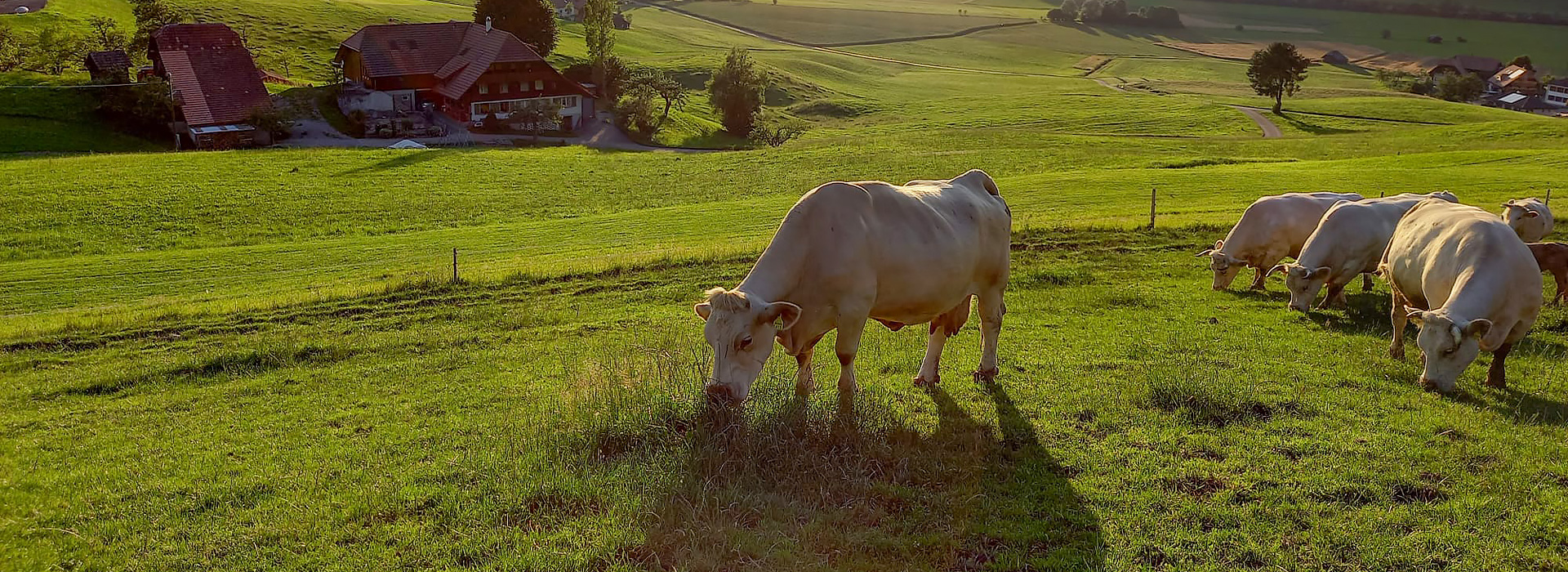 Lebenshof KuhErde - Kühe auf der Weide