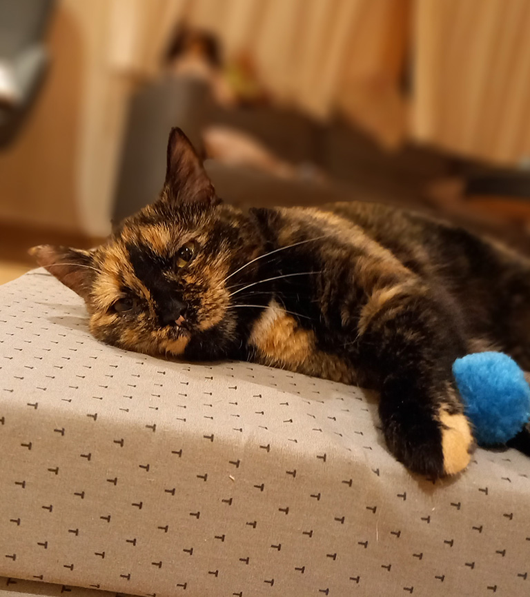 Pitschi